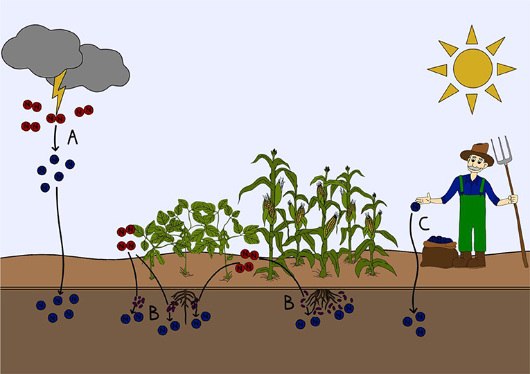 Is Fertilizer a Problem? · for Young