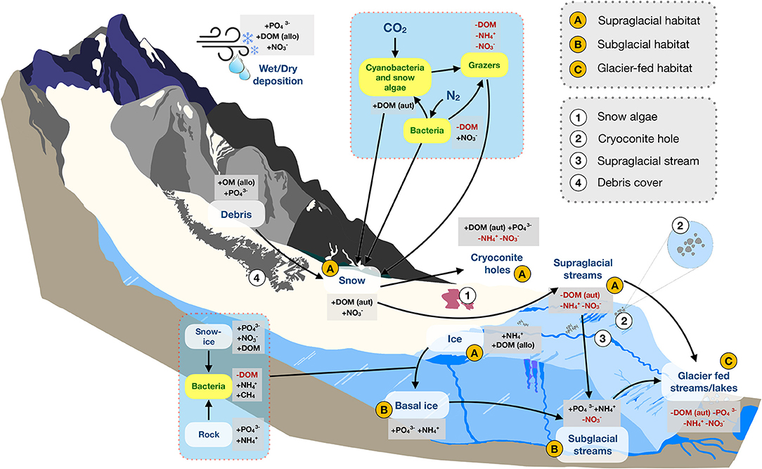Frontiers Ecological Stoichiometry Of The Mountain Cryosphere Ecology And Evolution
