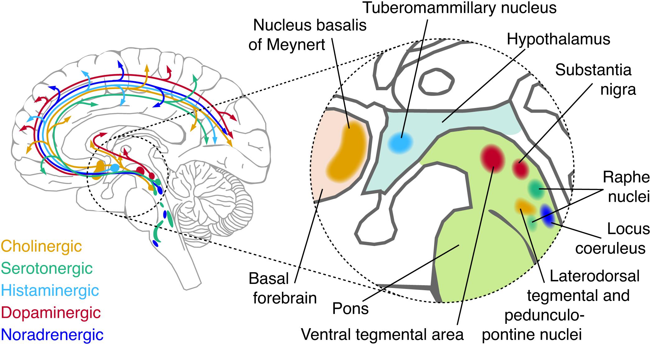 Dynamic Modulation Of Decision Biases By Brainstem