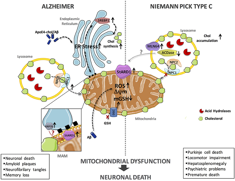 Frontiers Mitochondrial Cholesterol In Alzheimers Disease And Niemannpick Type C Disease 6608