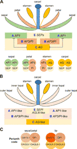 Frontiers | Dissecting The Function Of MADS-Box Transcription Factors ...