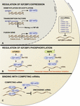 Frontiers | IGF2BP3 From Physiology To Cancer: Novel Discoveries ...