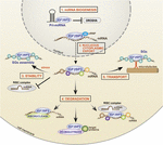 Frontiers | IGF2BP3 From Physiology To Cancer: Novel Discoveries ...