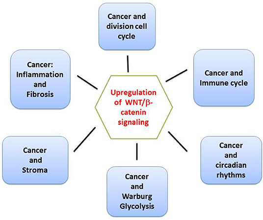 Frontiers Multiple Targets Of The Canonical Wnt B Catenin Signaling In Cancers Oncology