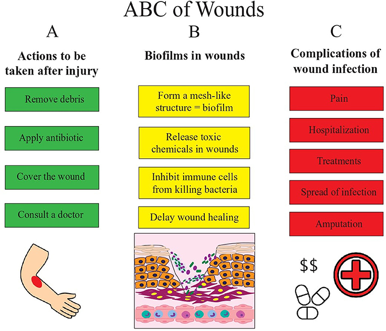 From Ouch to Ahha! Understanding Wounds, Healing, and Infections