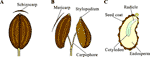 Frontiers | Chemotropic vs Hydrotropic Stimuli for Root Growth ...