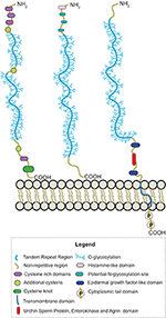 Frontiers | Mucins and Pathogenic Mucin-Like Molecules Are ...