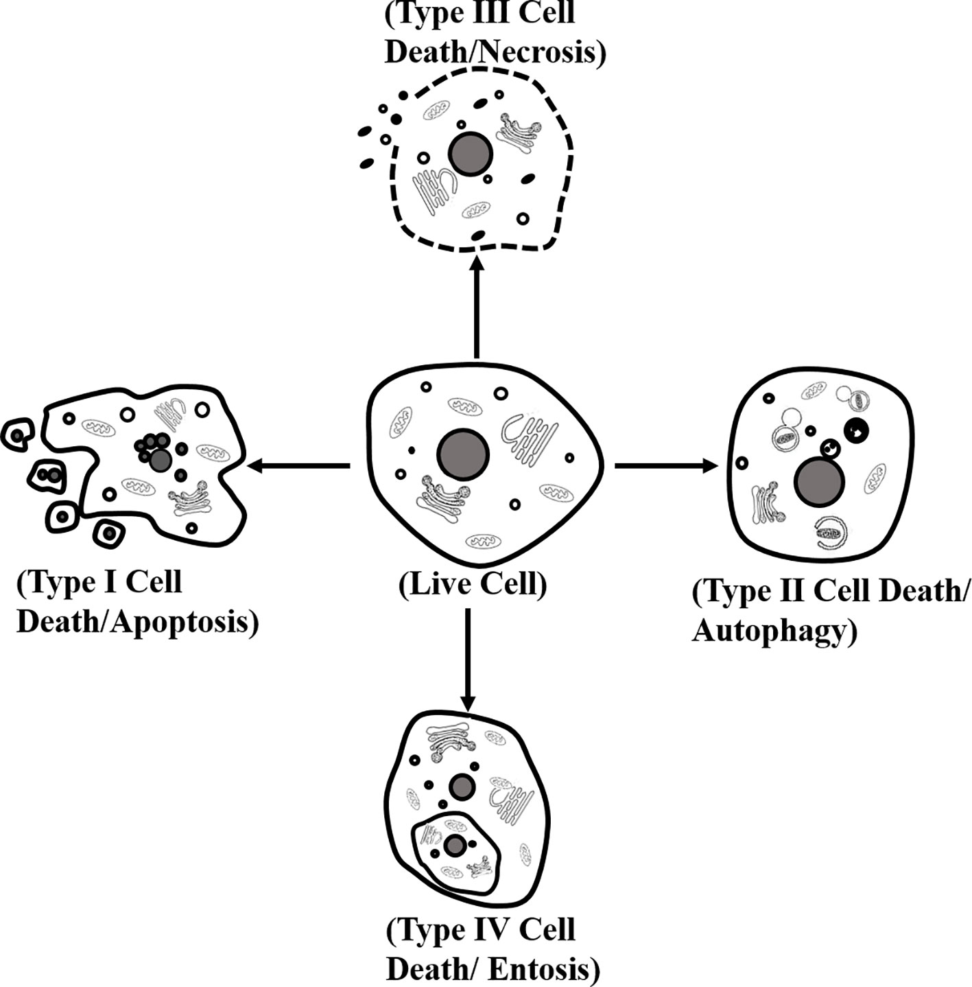 Types of cell death according to the Nomenclature Committee on