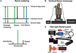 Frontiers | Raman Spectroscopy: Guiding Light For The Extracellular ...