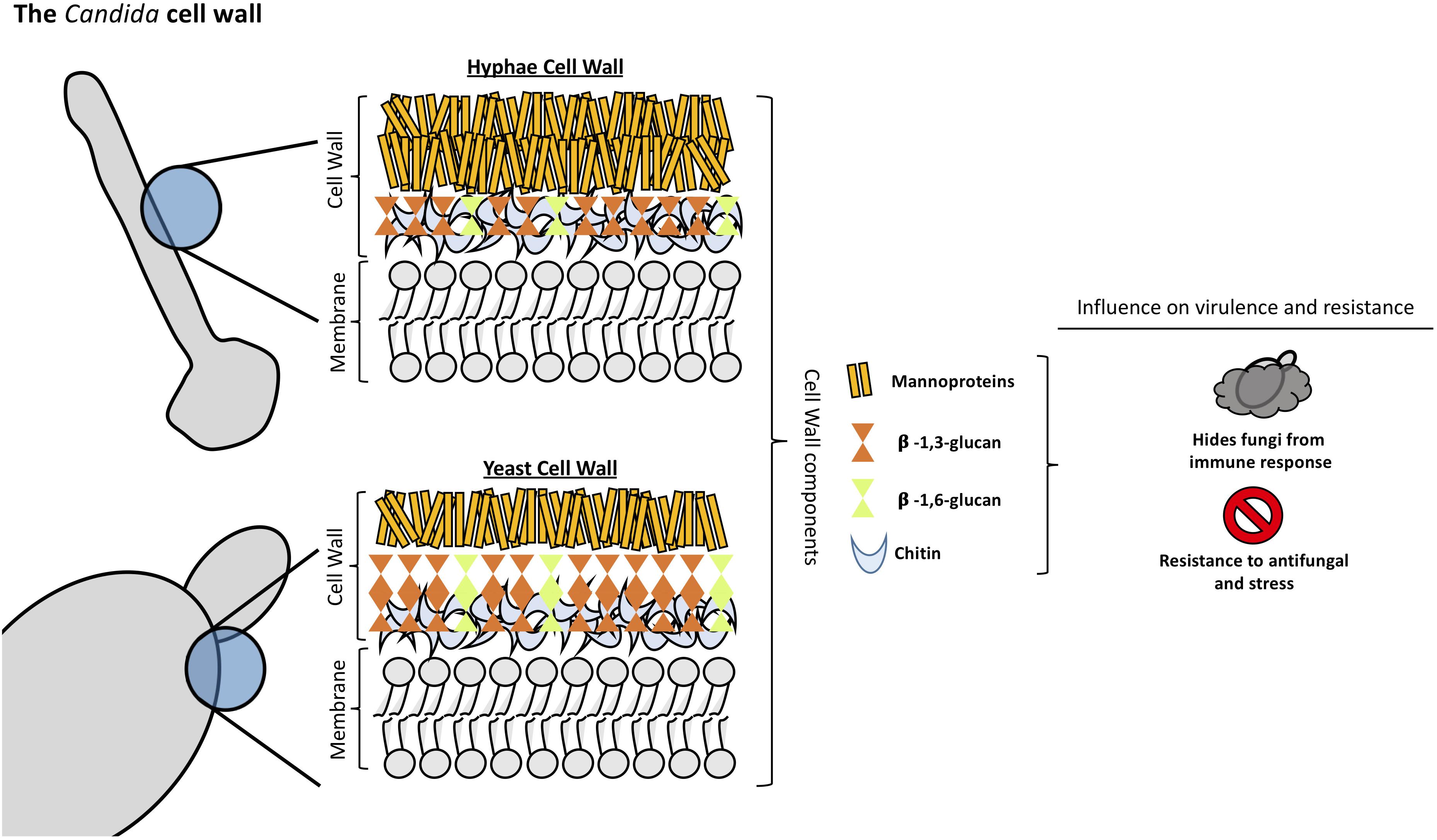 Understanding The Structure Of Candida Yeast And Fungi