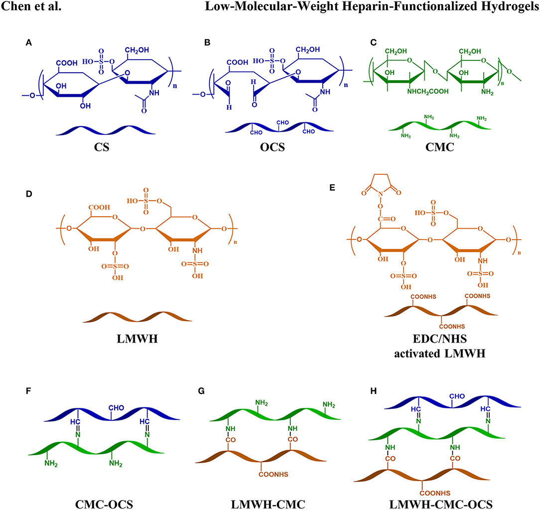 Frontiers | Low-Molecular-Weight Heparin-Functionalized Chitosan ...