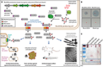 Frontiers | Exploiting Zebrafish Xenografts For Testing The In Vivo ...