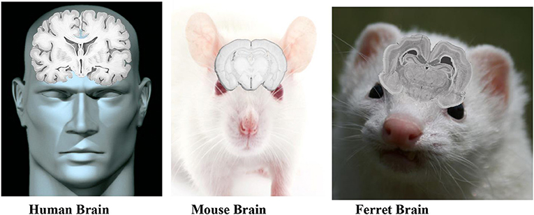 图1 -这张图显示了人类、雪貂和老鼠大脑的解剖结构。