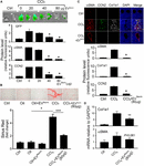 Frontiers | Extracellular Vesicles From Hepatocytes Are Therapeutic for ...