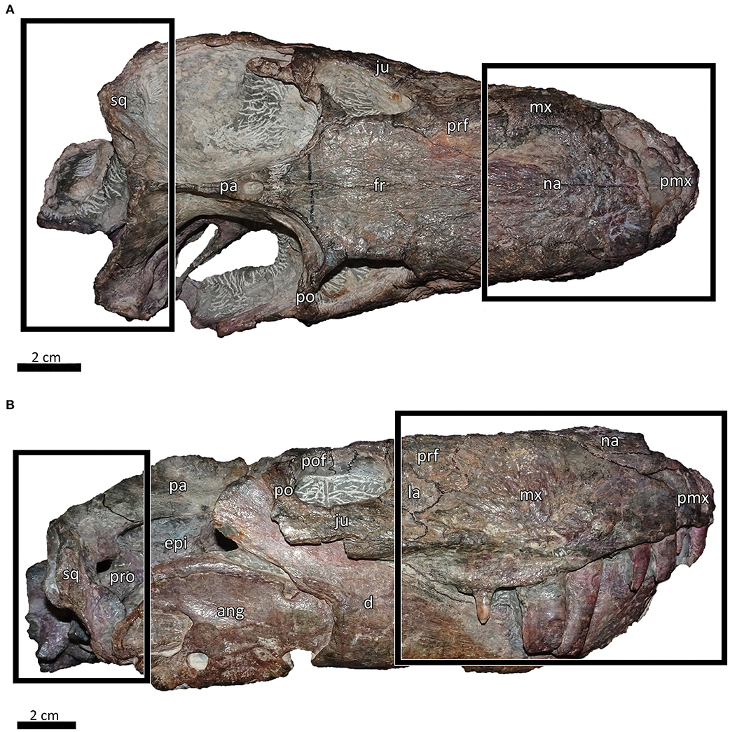 Specimens of Galesaurus planiceps included in the present study