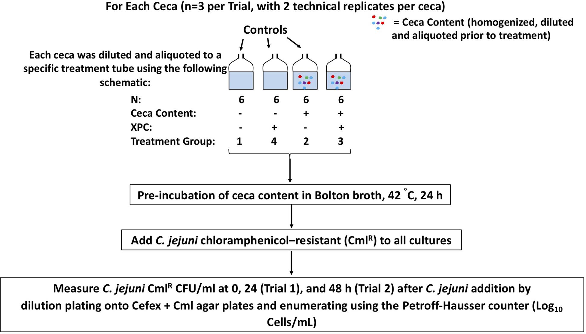 Frontiers The Preliminary Development Of An In Vitro Poultry Cecal Culture Model To Evaluate The Effects Of Original Xpctm For The Reduction Of Campylobacter Jejuni And Its Potential Effects On The