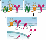 Frontiers | Role of the Sterol Regulatory Element Binding Protein ...