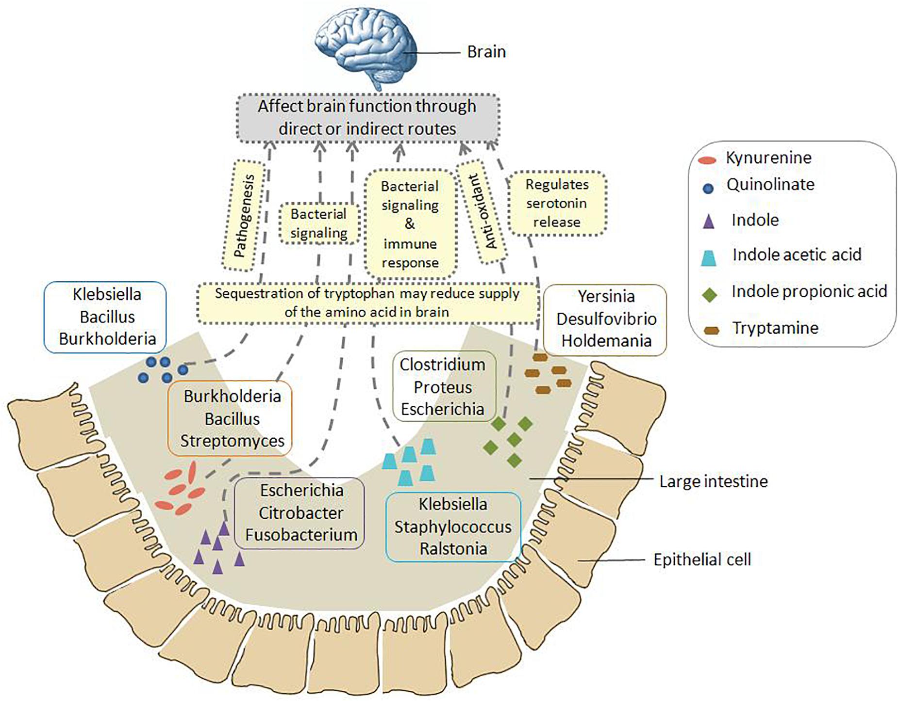 Frontiers | Tryptophan Metabolism by Gut Microbiome and Gut-Brain-Axis ...