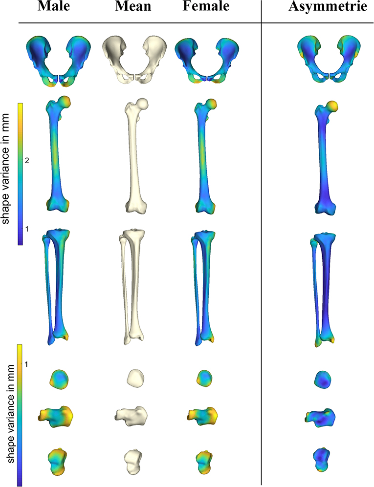 Frontiers Statistical Shape Modeling Of Skeletal Anatomy