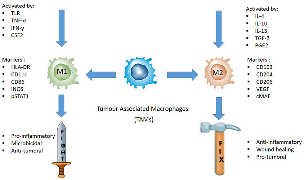 Frontiers Evaluating The Polarization Of Tumor Associated Macrophages Into M1 And M2 Phenotypes In Human Cancer Tissue Technicalities And Challenges In Routine Clinical Practice Oncology