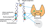 Frontiers | Stem Cells, Self-Renewal, and Lineage Commitment in the ...