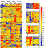 Frontiers | Physiological, Biochemical, And Transcriptional Responses ...