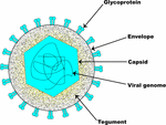 Frontiers | EHV-1: A Constant Threat to the Horse Industry | Microbiology