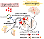 Frontiers | Novel Neuropathic Pain Mechanisms Associated With Allergic ...