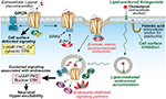 Frontiers | Internalized GPCRs as Potential Therapeutic Targets for the ...