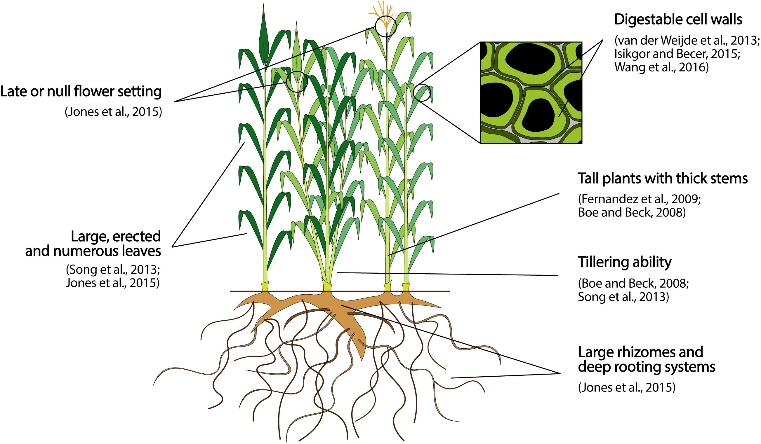 Biomass Buffer Strips – using biomass crops in multipurpose land