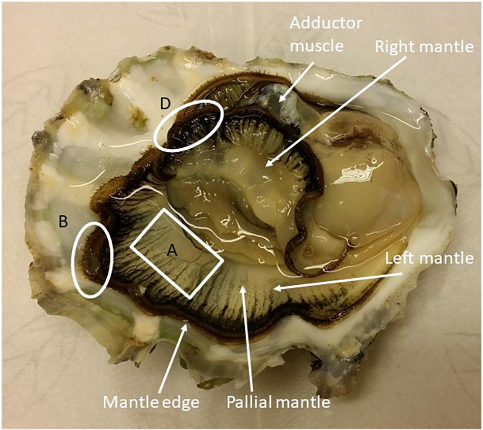 oyster adductor muscle