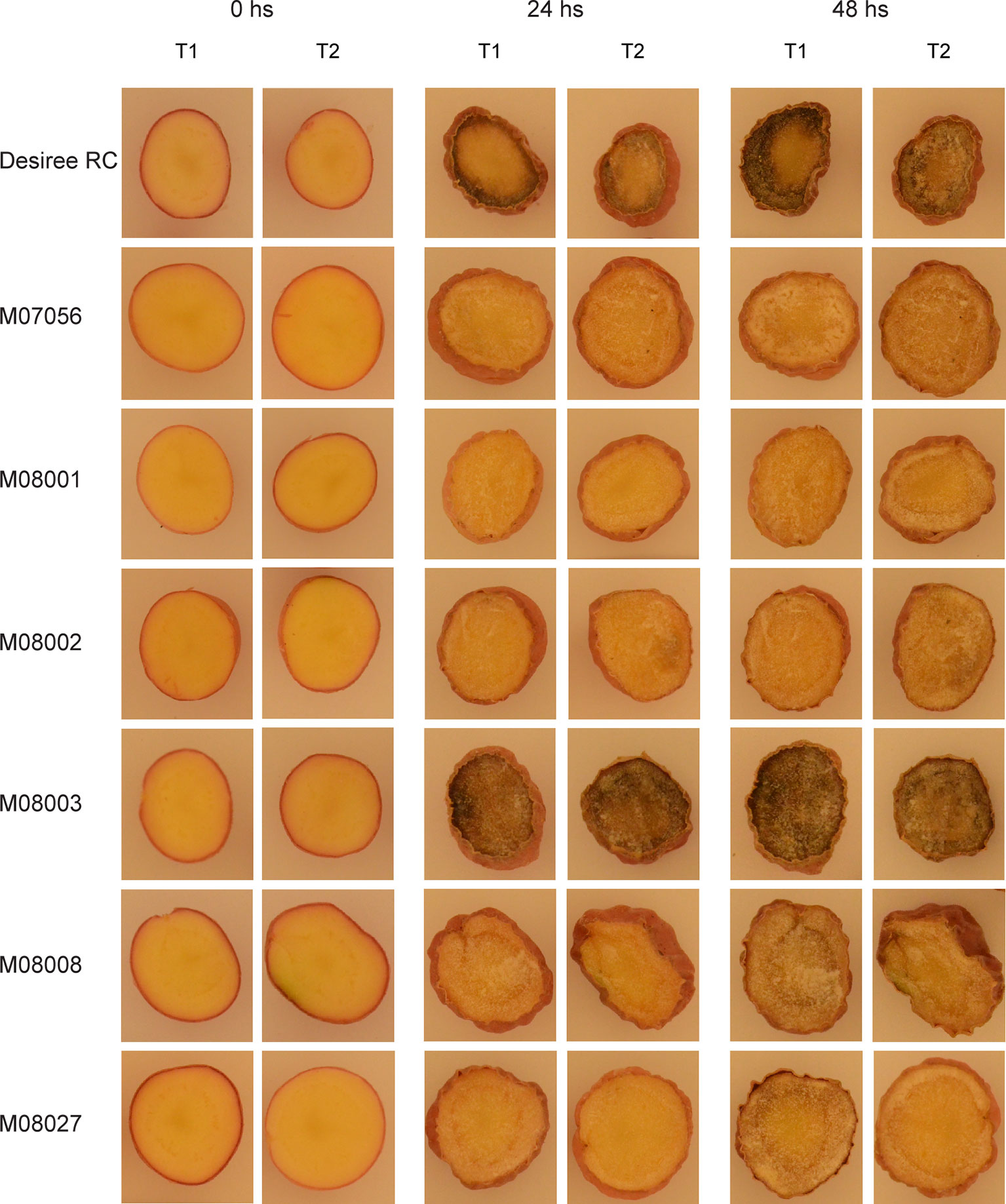 Frontiers | Reduced Enzymatic Browning in Potato Tubers by Specific ...
