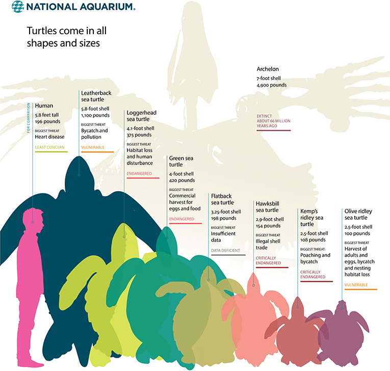 图1——有七个活海龟物种,这里显示平均成年人与一种已经灭绝的海龟物种,archelon,展示他们的相对大小(插图从巴尔的摩国立水族馆https://www.aqua.org/blog/2015/April/oceans-seven)。