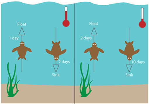 图3 -分解时间的海龟温度升高(左)和低(右)。