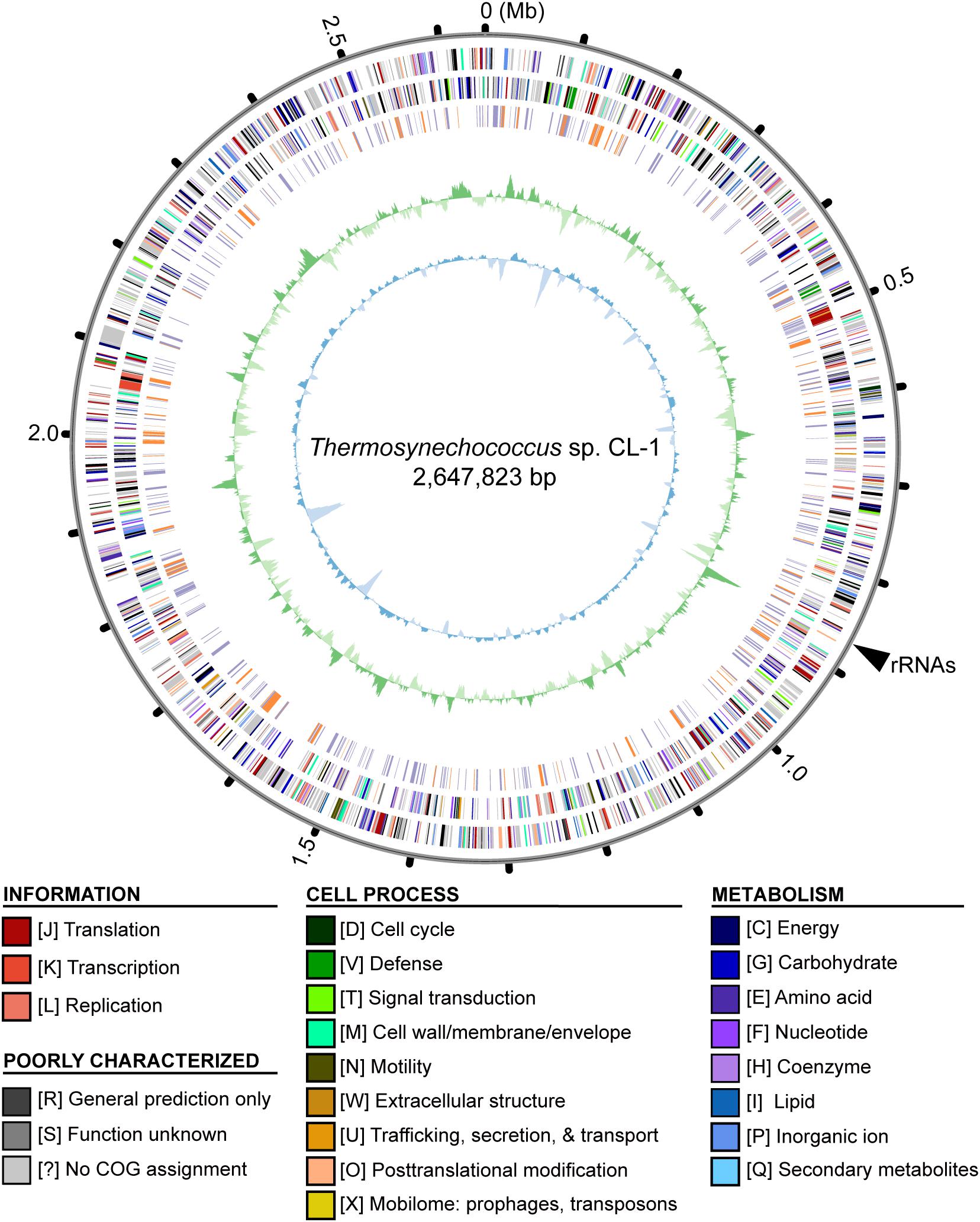 Frontiers Comparative Genomic Analysis Of A Novel Strain Of Taiwan Hot Spring Cyanobacterium Thermosynechococcus Sp Cl 1 Microbiology