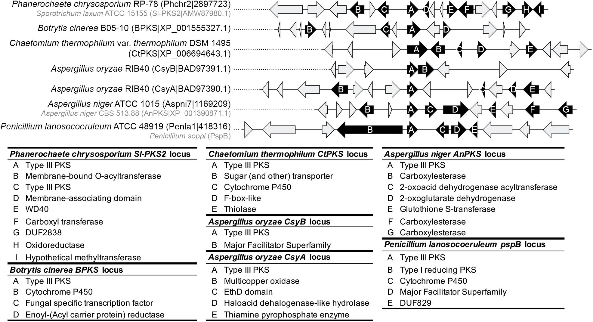 Frontiers Evolutionary Histories Of Type Iii Polyketide Synthases In Fungi Microbiology