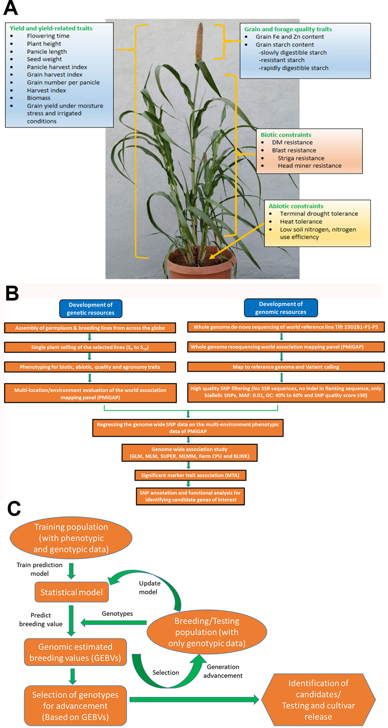 Frontiers  Genome-Wide Association Studies and Genomic Selection in Pearl  Millet: Advances and Prospects