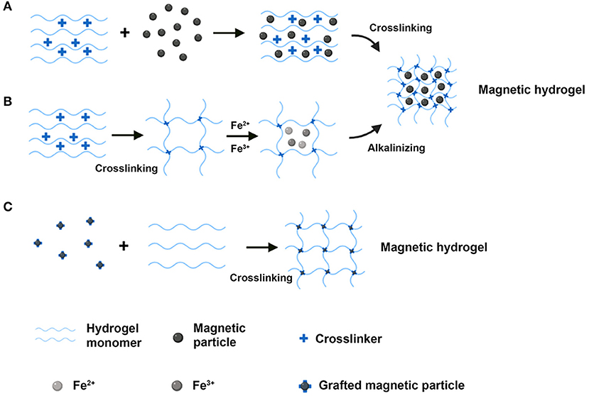 Frontiers Recent Advances On Magnetic Sensitive Hydrogels In Tissue Engineering Chemistry