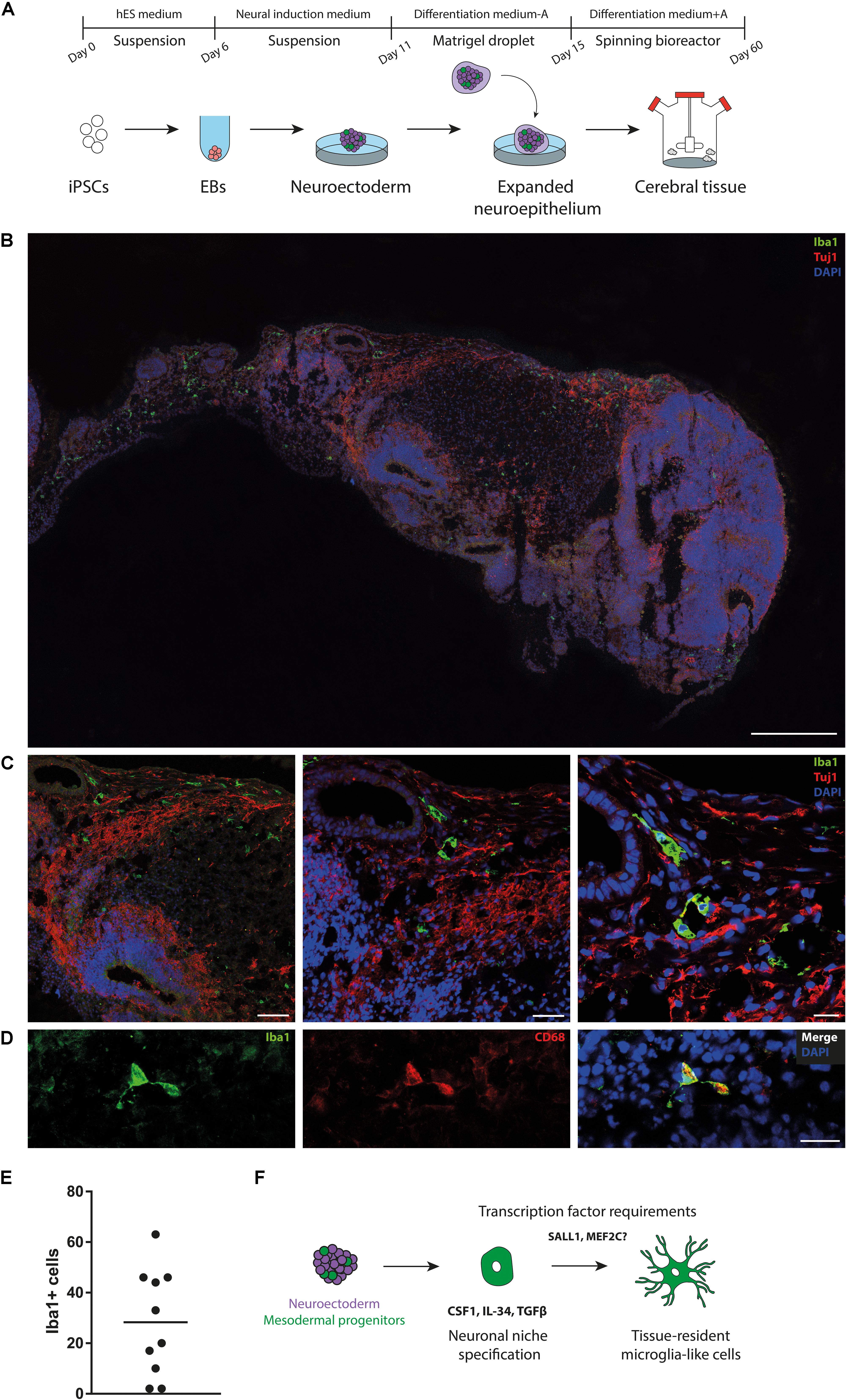 Frontiers | Modeling Brain Somatic Mosaicism With Cerebral Organoids ...