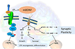 Frontiers | The Role of BDNF on Neural Plasticity in Depression ...