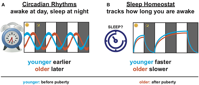 图1 -你睡觉的时候为什么要睡觉?