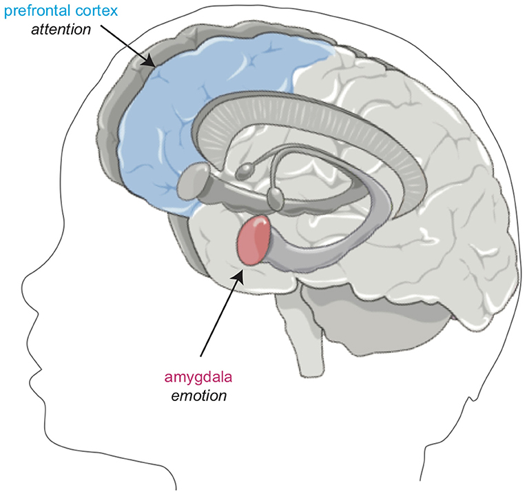 图2 -受睡眠影响的大脑区域。