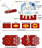 Frontiers | Dissecting the Extracellular Complexity of Neuromuscular ...