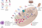 Frontiers | Alpha-Synuclein Physiology and Pathology: A Perspective on ...