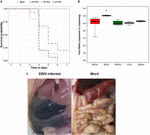 Frontiers | Characterization of Ebinur Lake Virus and Its Human ...