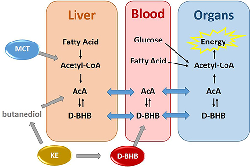 Frontiers Metabolism Of Exogenous D Beta Hydroxybutyrate An Energy Substrate Avidly Consumed By The Heart And Kidney Nutrition