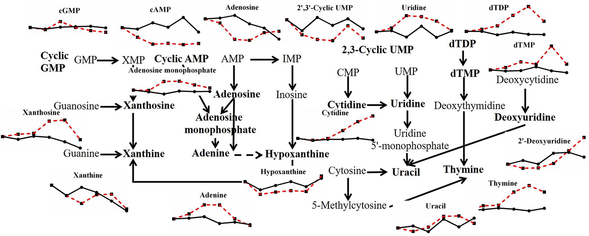 Frontiers | Metabolic Response of Pleurotus ostreatus to Continuous Heat Stress