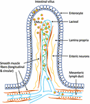 Frontiers | Emerging Role of Lymphatics in the Regulation of Intestinal ...