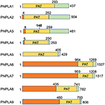 Frontiers | PNPLA3—A Potential Therapeutic Target for Personalized ...