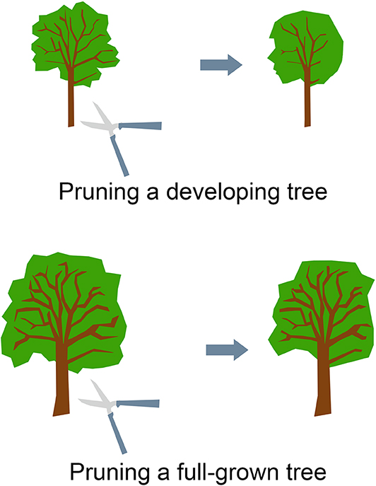 Figure 3 - Pruning a developing tree is easier than pruning a full-grown tree.